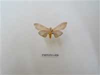 藏品(八點灰燈蛾)的圖片